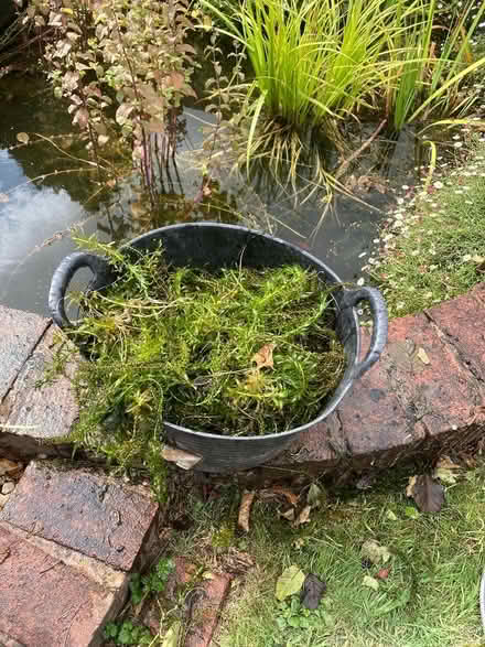 Photo of free Oxygenating pond plants (HR6 Yarpole) #1