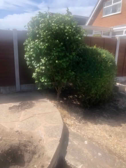 Photo of free Two bushes (Lytham FY8) #2