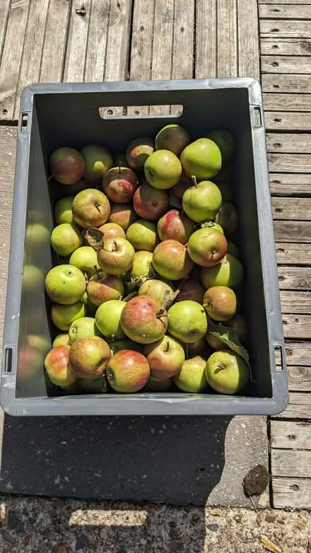 Photo of free Apples little ones about 2 kilo per bag (Camberley GU15) #1