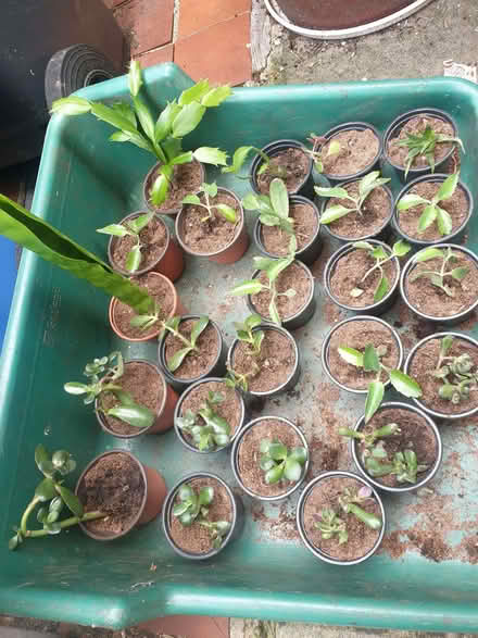 Photo of free Many Baby Houseplants (summer fayre?) (Breadsall DE21) #1