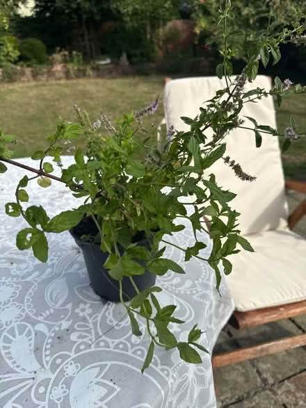 Photo of free Healthy Mint plant (Norbury CR7) #2