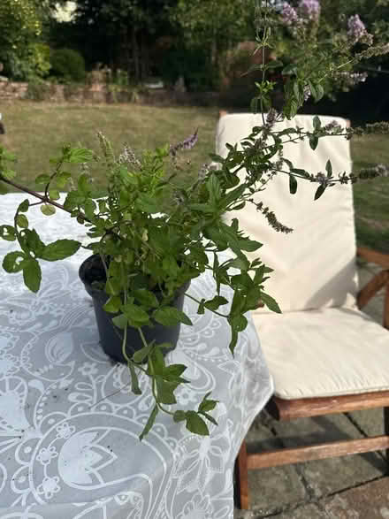 Photo of free Healthy Mint plant (Norbury CR7) #1
