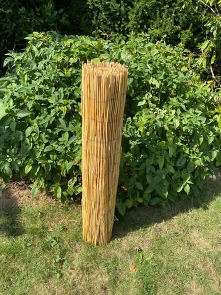 Photo of free Bamboo screen (Cheltenham GL53) #2