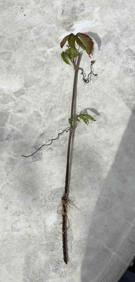 Photo of free Virginia Creeper cuttings (Cox Green SL6) #1