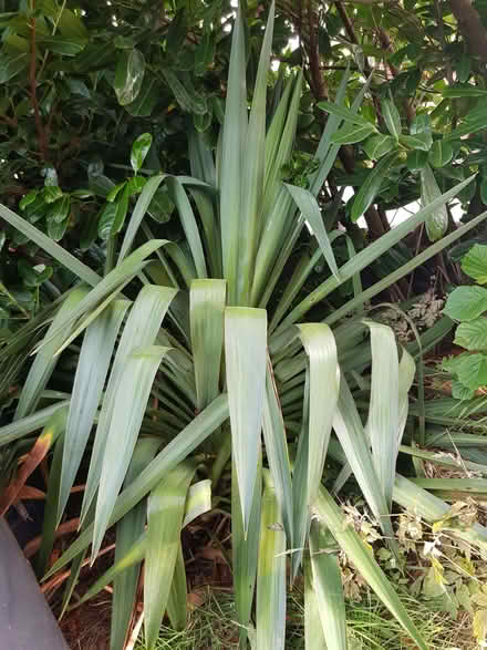 Photo of free Two yucca plants (Carleton FY6) #2