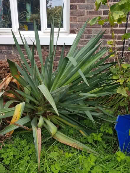 Photo of free Two yucca plants (Carleton FY6) #1