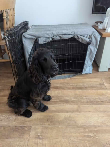 Photo of free Medium size Dog crate (Hemel Hempstead) #3