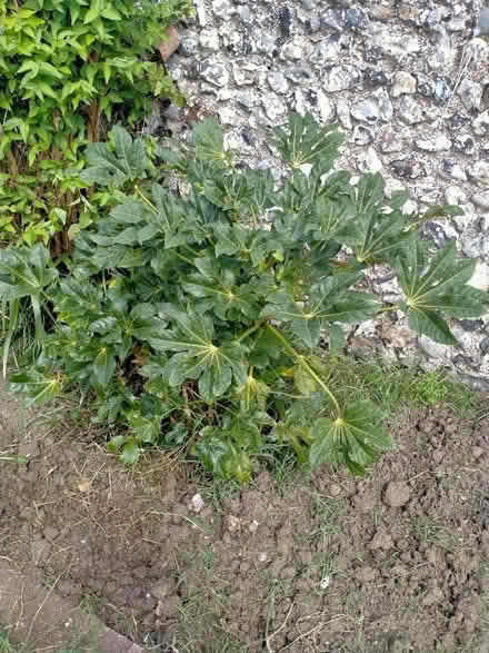 Photo of free Fatsia Japonica (CT10) #1