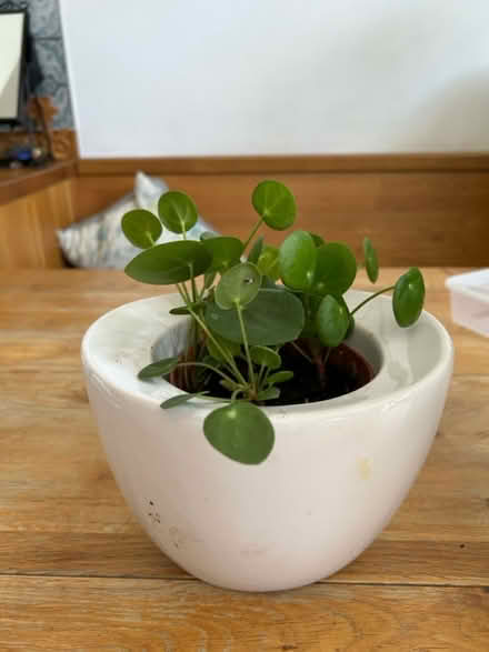 Photo of free Chinese money plant (Enfield EN2) #1