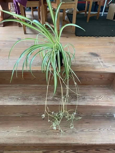 Photo of free Large spider plant (Cotham BS6) #1