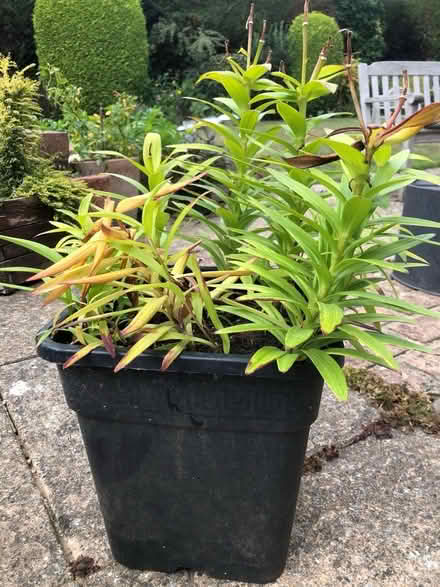 Photo of free Pot with yellow liliies (Wheathampstead AL4) #1