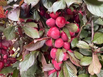 Photo of free plums plums plums (EYE IP23) #1