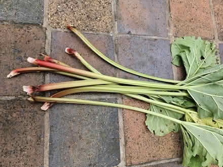 Photo of free Bunch of rhubarb (Northgate Village CH2) #1