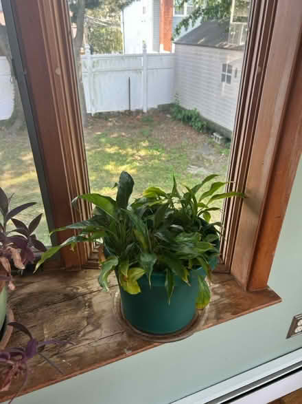 Photo of free Plants (New Rochelle) #1