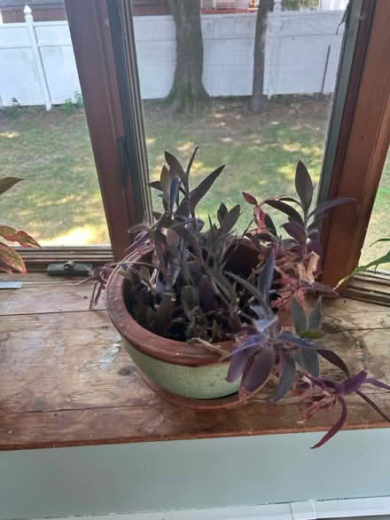 Photo of free Plants (New Rochelle) #2