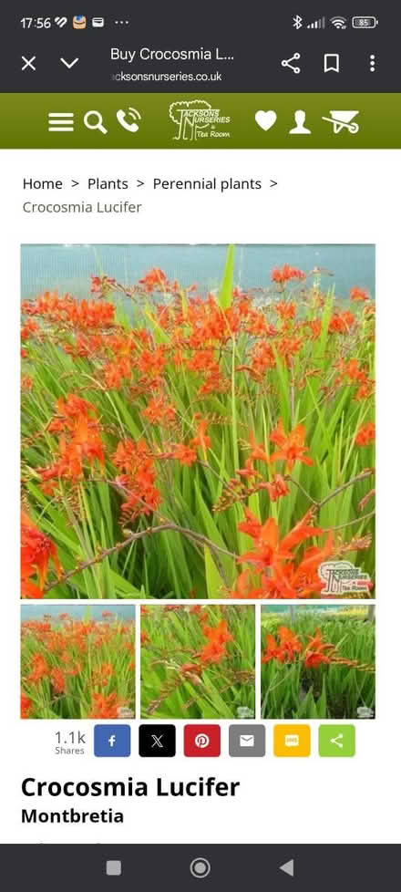 Photo of free Crocosmia bulbs/plants (Aldwick PO21) #3