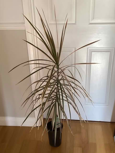 Photo of free House plant (Duston) #1