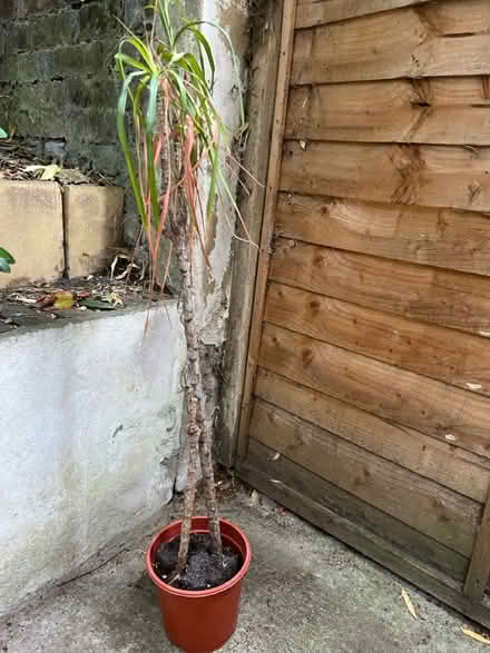 Photo of free Dragon Tree (SW4) #1