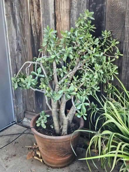 Photo of free Large jade plant (92 & Alameda de las Pulgas) #1