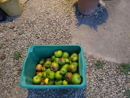 Photo of free Windfall apples (Oxford OX4) #1
