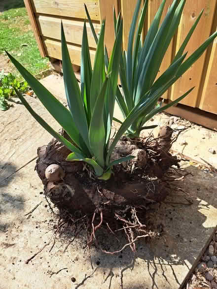 Photo of free Yucca tree tuber (melksham east SN12) #2