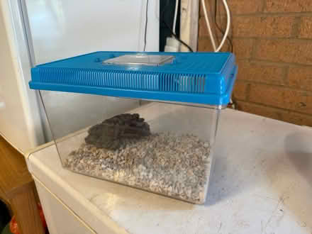 Photo of free Small fish tank (plastic) (Gosforth NE3) #4