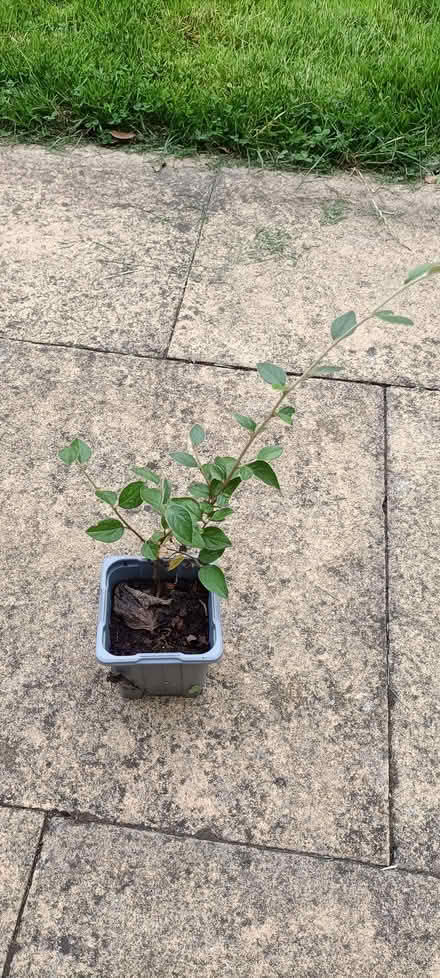 Photo of free Small cotoneaster (Little Stoke ST15) #1