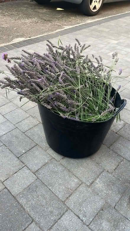 Photo of free Freshly cut lavender (Headington, Oxford OX3) #1