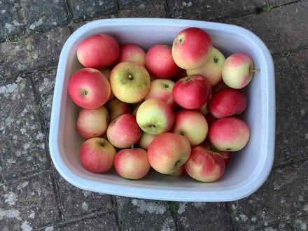 Photo of free Sweet Cooking Apples (Horsell GU21) #1