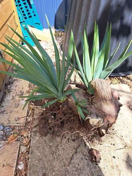 Photo of free Yucca tree tuber (melksham east SN12) #1