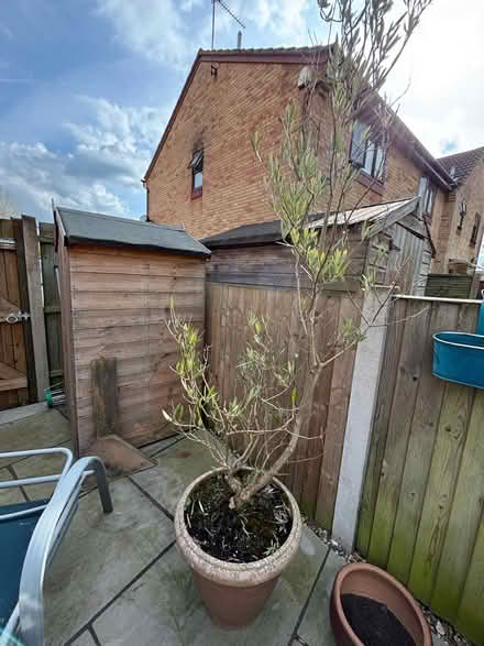 Photo of free Olive Tree (ME10) #1