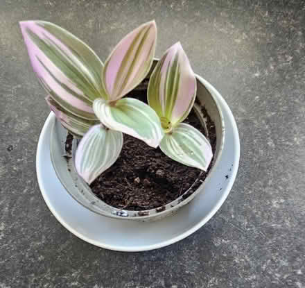 Photo of free Houseplants (CT10) #3