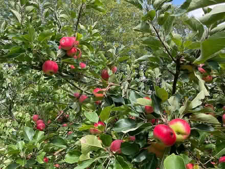 Photo of free discovery apples eating or cooking (EYE IP23) #2