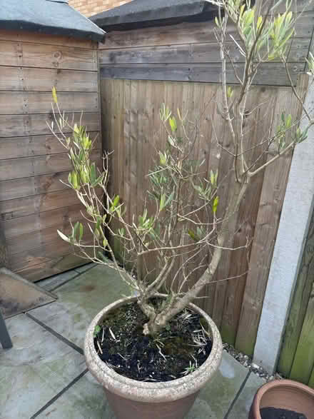 Photo of free Olive Tree (ME10) #3