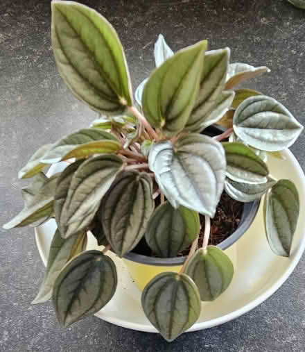 Photo of free Houseplants (CT10) #1