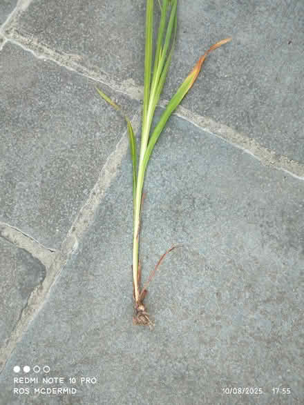 Photo of free Crocosmia bulbs/plants (Aldwick PO21) #2