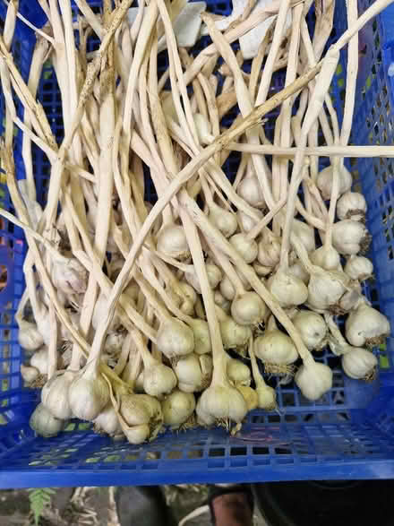 Photo of free Home grown garlic (Shirley CR0) #1