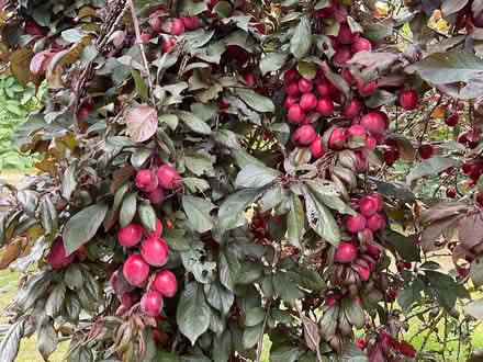 Photo of free plums plums plums (EYE IP23) #2