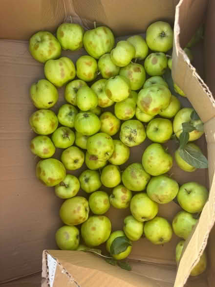 Photo of free Apples (Twerton) #1