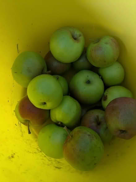 Photo of free Apples (Skerton, Lancaster, LA1) #1