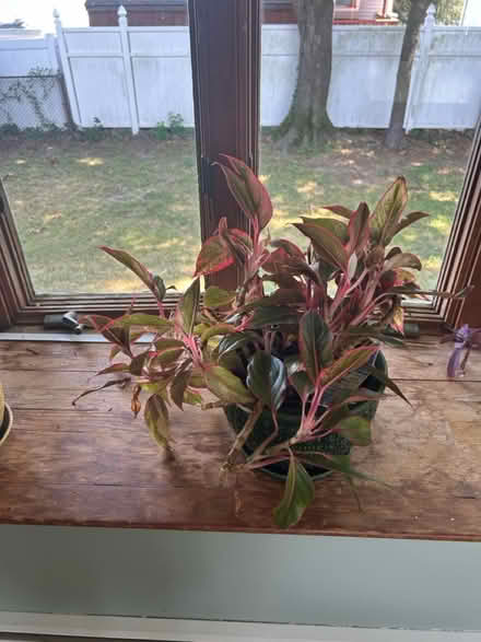 Photo of free Plants (New Rochelle) #3