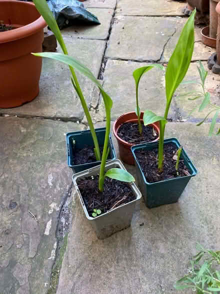 Photo of free Peace lily (Upper Holloway N19) #1