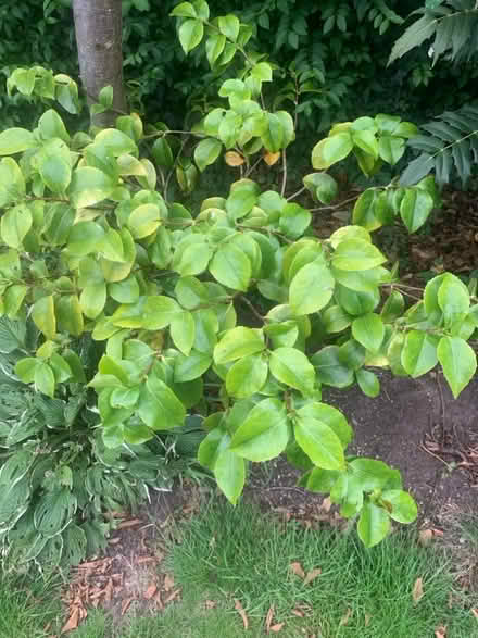 Photo of free Two Camellia bushes (Monifieth DD5) #1