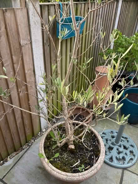 Photo of free Olive Tree (ME10) #2