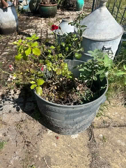 Photo of free Rose (Brimington S43) #1