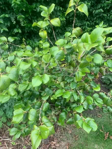 Photo of free Two Camellia bushes (Monifieth DD5) #2