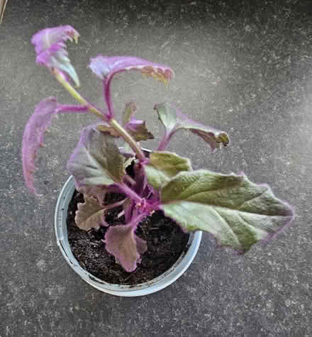 Photo of free Houseplants (CT10) #2