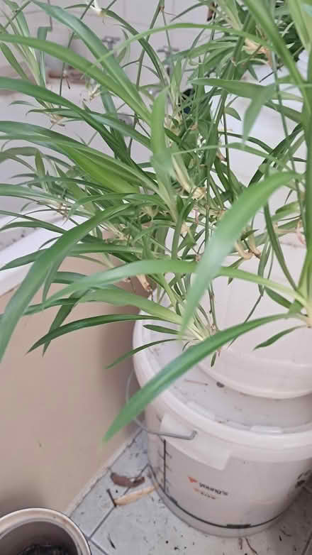 Photo of free Spider plant babies (Holloway road N4) #1