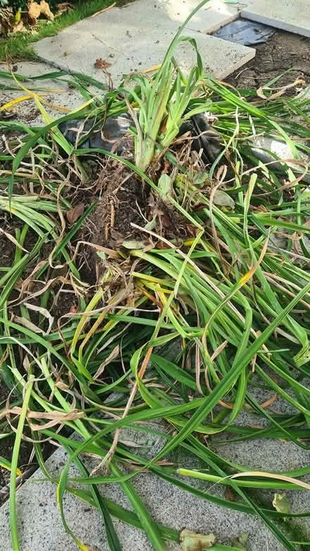 Photo of free Clump of Daylillies/Hemerocallis (Mount Merrion / Stillorgan) #1