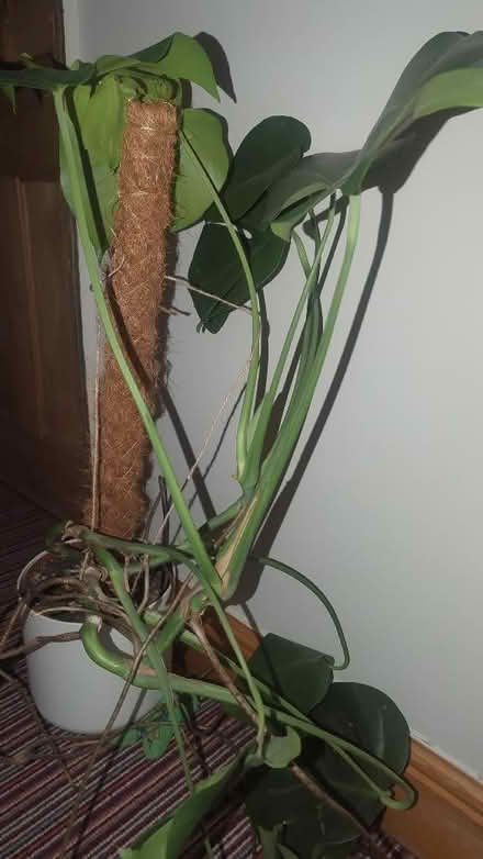 Photo of free Cheese plant (Balsall Heath B12) #1